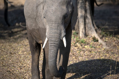 Elephant in a field