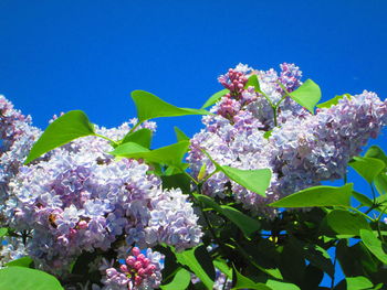 Low angle view of purple flowering plant against blue sky