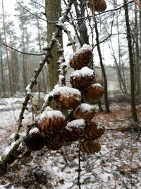 Close-up of snow on tree during winter