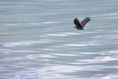 Eagle flying over sea