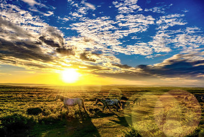 Scenic view of agricultural field against sky during sunset