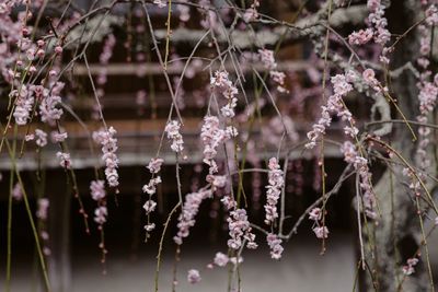 Close-up of frozen plant