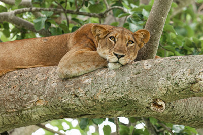 Cat resting on a tree