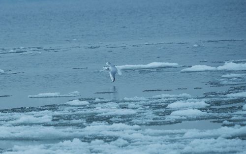 Swan on sea shore