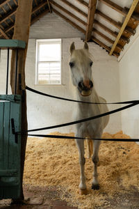 Welsh mountain pony standing in a barn.