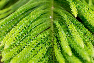 Full frame shot of fern leaves