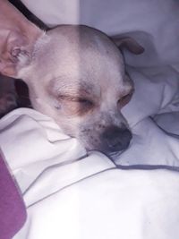 Close-up of a dog sleeping on bed