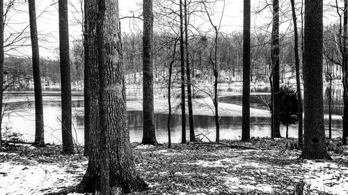 Scenic view of lake with trees in background