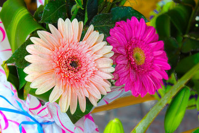 Close-up of pink flower