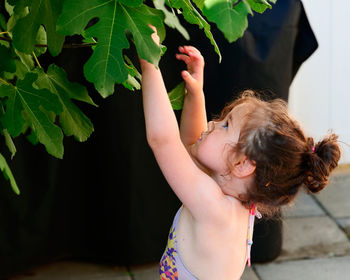 Cute little girl reaching into the fig tree looking for fruits