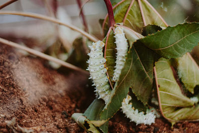 Close-up of fresh green leaves on plant