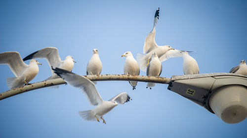 Low angle view of seagulls against clear blue sky