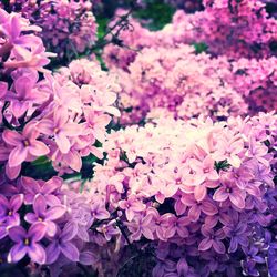 Close-up of pink flowers