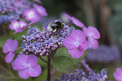 Close-up of bumblebee pollinating on purple hydrangeas