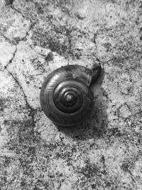 Close-up of snail on ground