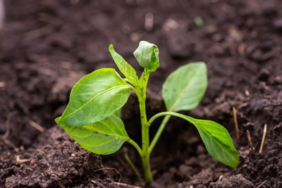 Close-up of plant growing outdoors