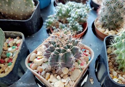 High angle view of succulent plant