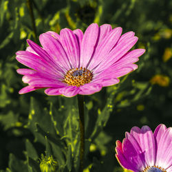 Close-up of pink pollinating flower
