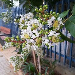 Close-up of white flowers