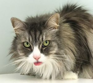 Close-up portrait of a cat