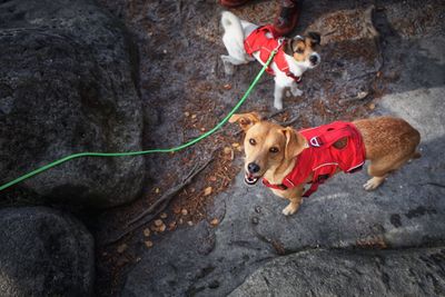 High angle view portrait of dogs standing on land