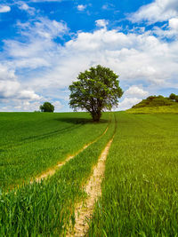 Scenic view of field against sky