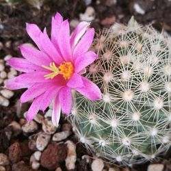 High angle view of pink succulent plant