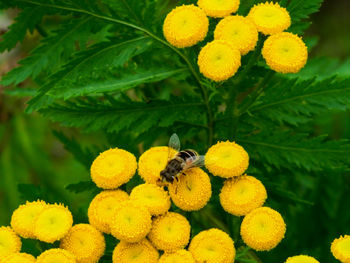 Close-up of bee pollinating on yellow flower