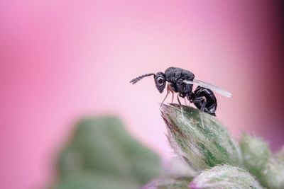 Close-up of fly on leaf