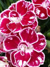 Close-up of pink flowers