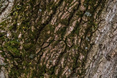 Full frame shot of tree trunk