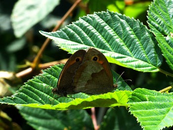 Close-up of butterfly on leaves
