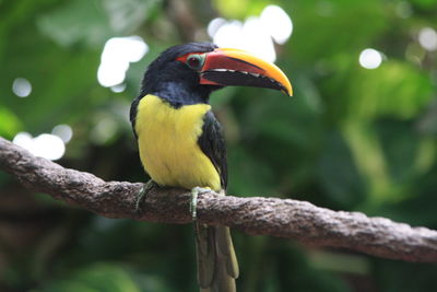 Close-up of bird perching on branch