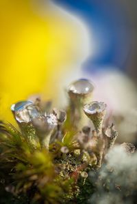 Close-up of wet flower