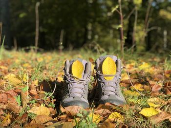 Hiking boots in autumn leaves