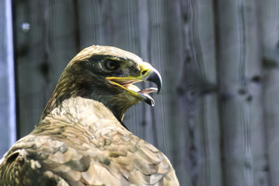 Close-up of a bird