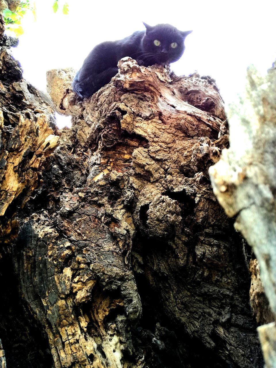 tree trunk, tree, no people, nature, animal themes, day, animals in the wild, bark, one animal, low angle view, outdoors, perching, bird, close-up, mammal