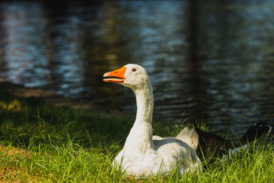 Bird on a lake