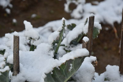 Close-up of snow covered plants on land