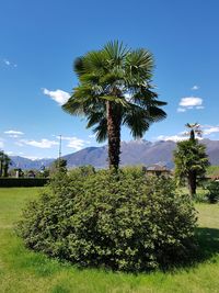 Palm trees on field against sky