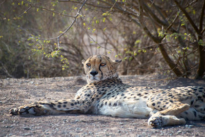 View of a cat on land