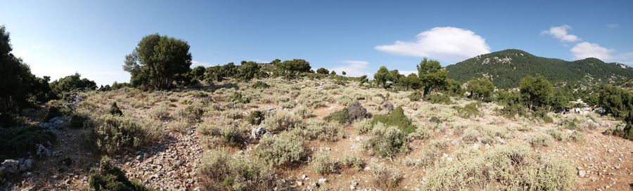 Panoramic view of trees on landscape against sky