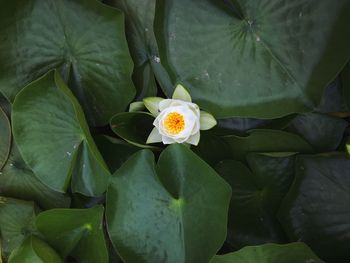 High angle view of white flower blooming in pond