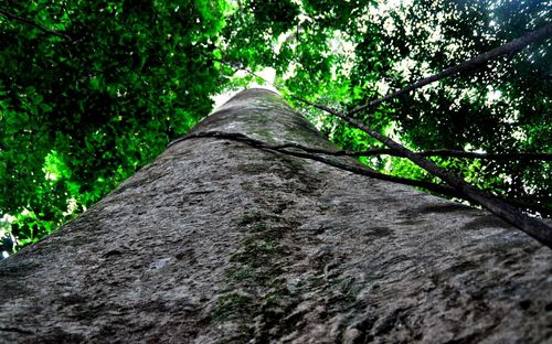 Low angle view of tree against sky