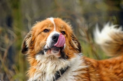 Close-up portrait of a dog