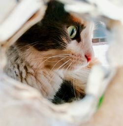 Close-up portrait of cat