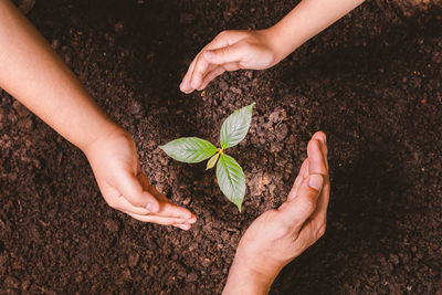 Cropped hand of person planting sapling