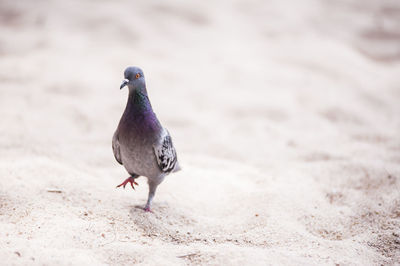 Close-up of pigeon on sand at beach