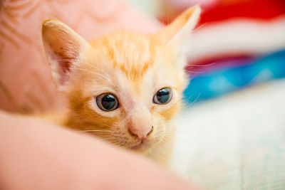 Close-up of kitten at home