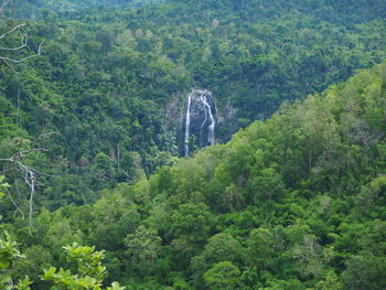 Scenic view of waterfall in forest